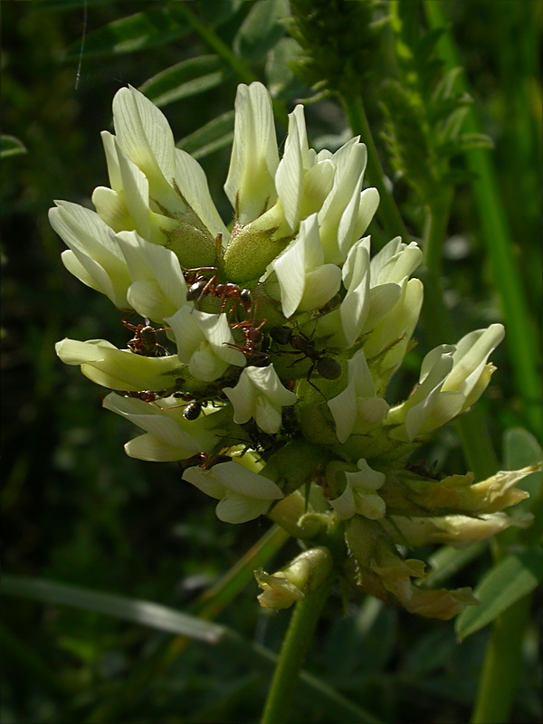 Изображение особи Astragalus cicer.