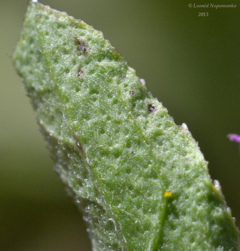 Изображение особи Sphaeranthus strobilifer.