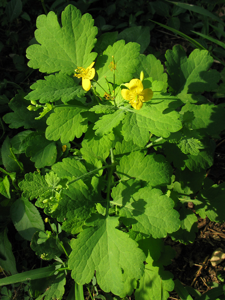 Изображение особи Chelidonium majus.