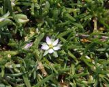 Spergularia rubra