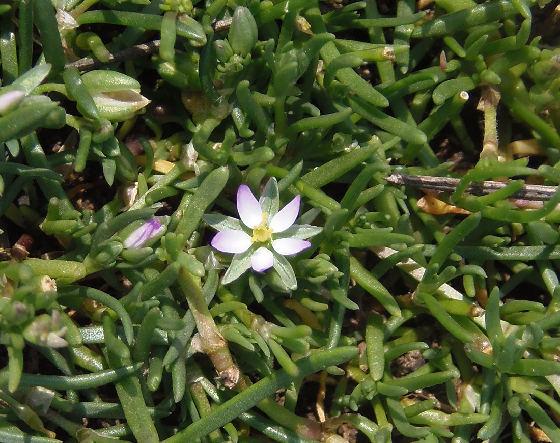 Изображение особи Spergularia rubra.