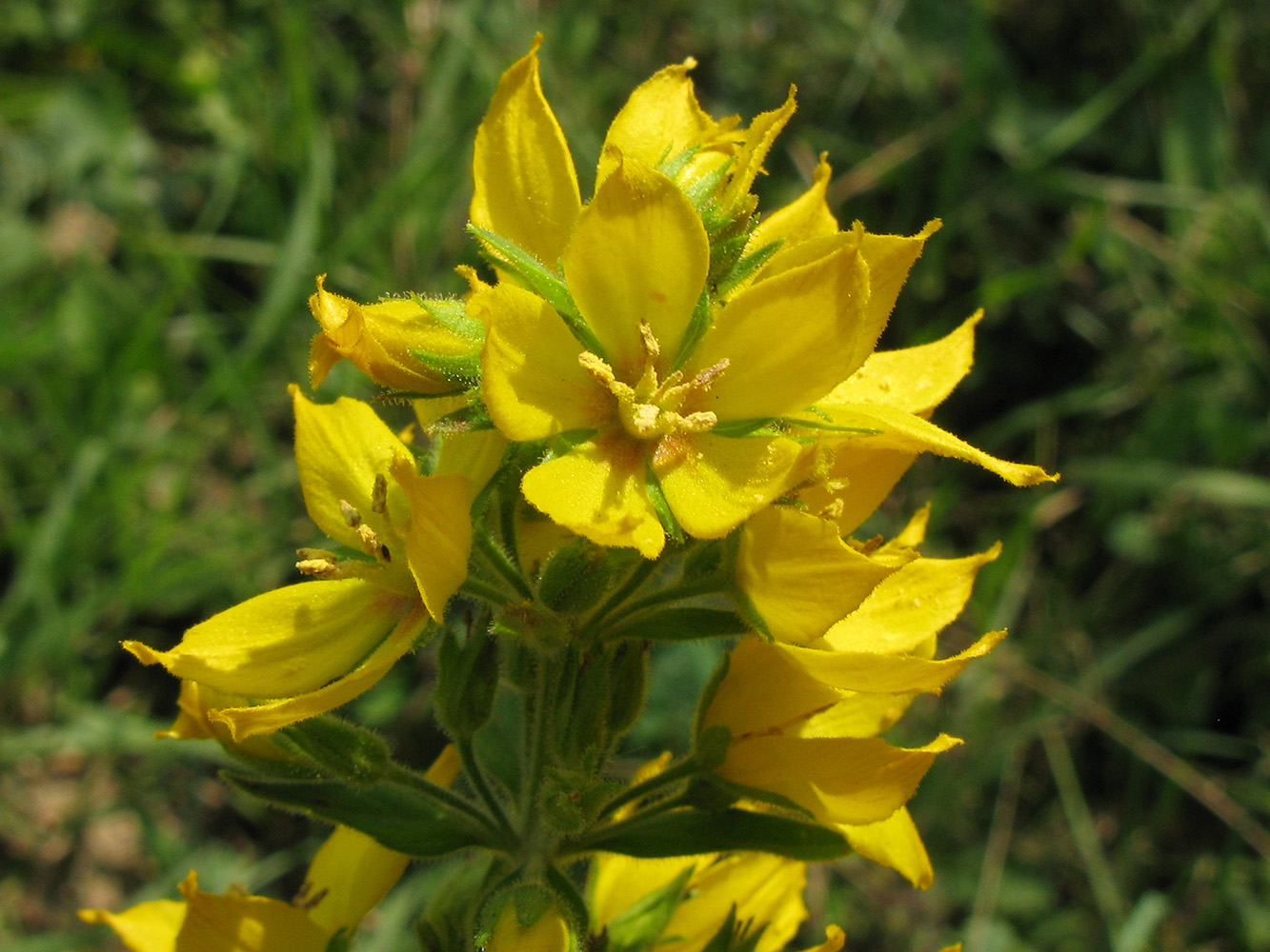 Изображение особи Lysimachia verticillaris.