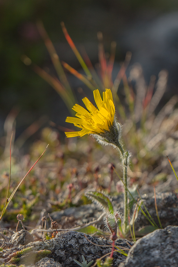 Изображение особи Hieracium alpinum.