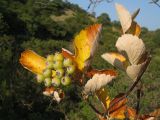 Sorbus taurica