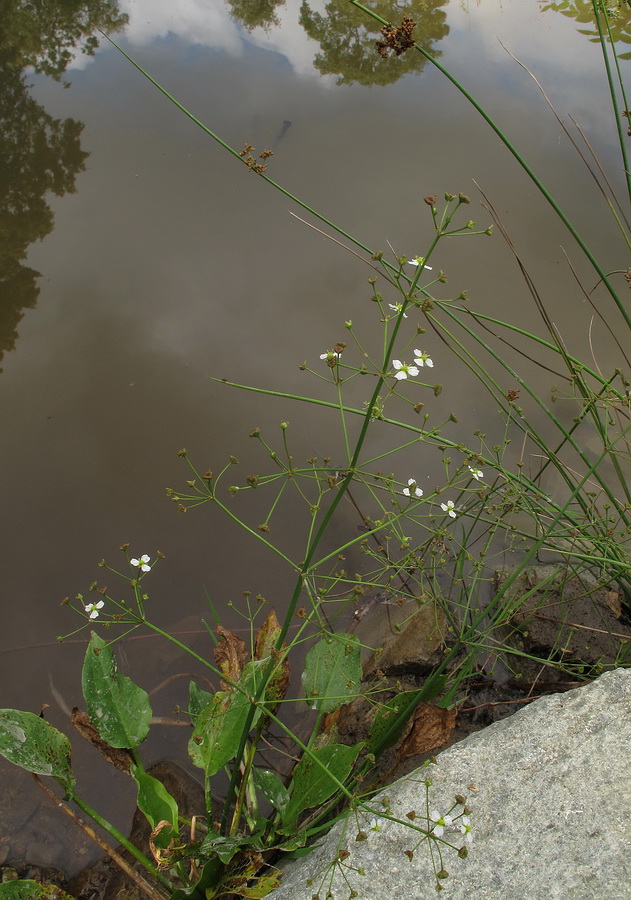 Image of Alisma plantago-aquatica specimen.