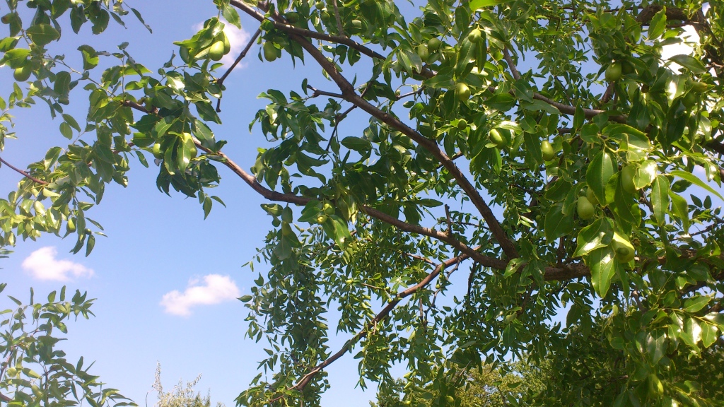 Image of Ziziphus jujuba specimen.