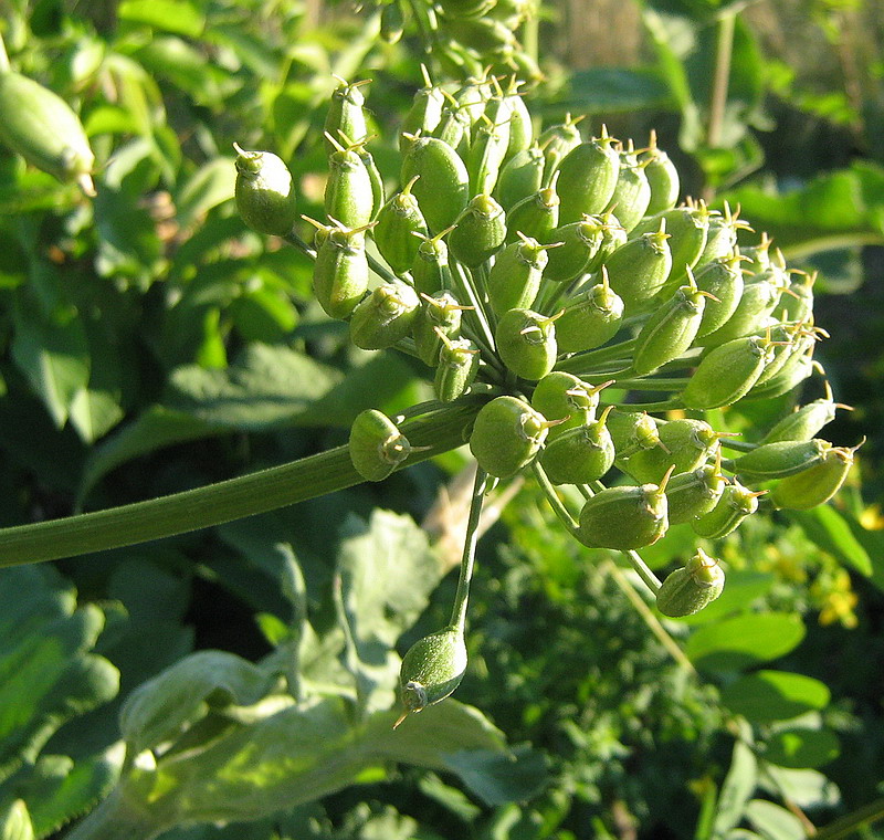 Image of Heracleum stevenii specimen.