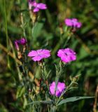 Dianthus fischeri. Верхушка цветущего растения. Московская обл., Раменский р-н, окр. ж.-д. платформы Хрипань, залежь.