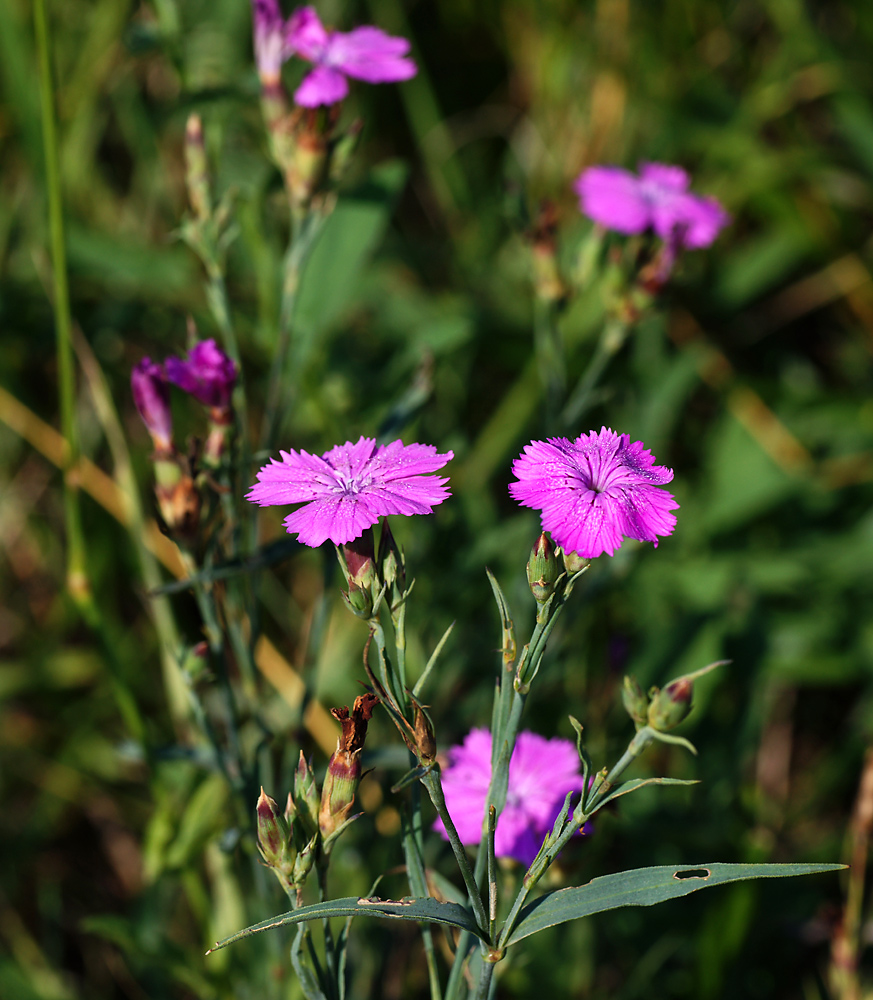 Изображение особи Dianthus fischeri.