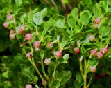 Vaccinium myrtillus. Ветвь с цветками и фуражирующим муравьём. Московская обл., Раменский р-н, окр. дер. Хрипань, опушка леса. 12.05.2013.