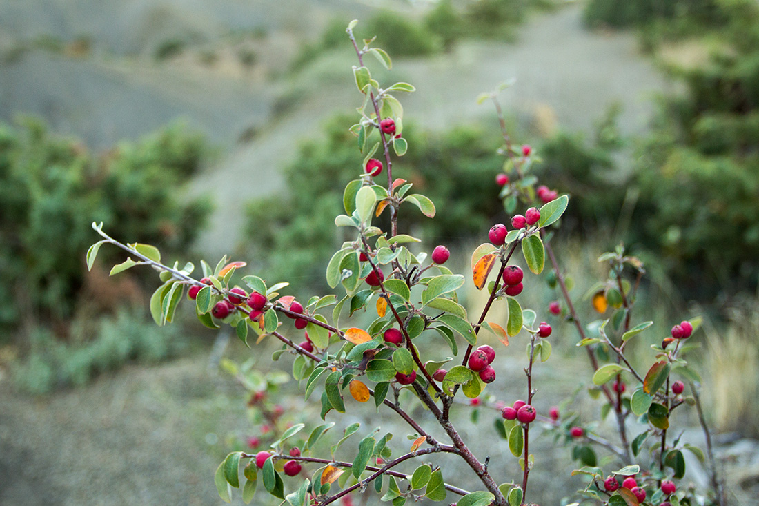 Изображение особи Cotoneaster tauricus.