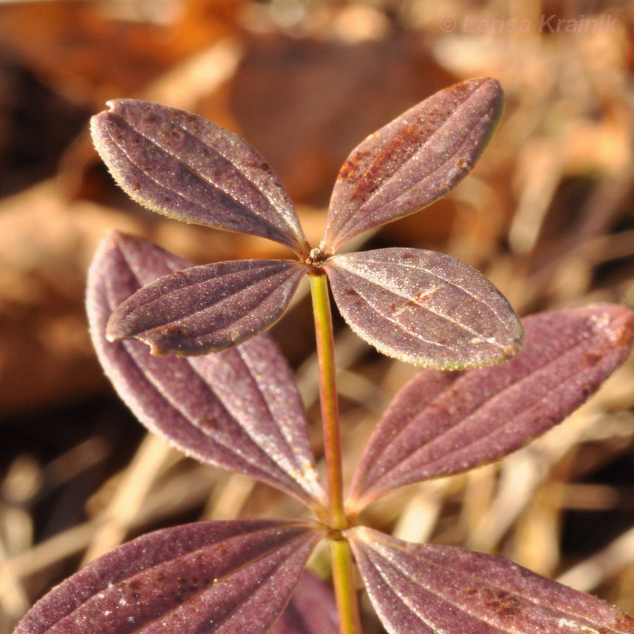 Изображение особи Galium platygalium.