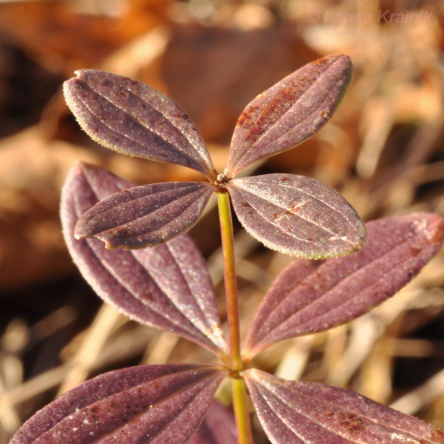 Image of Galium platygalium specimen.