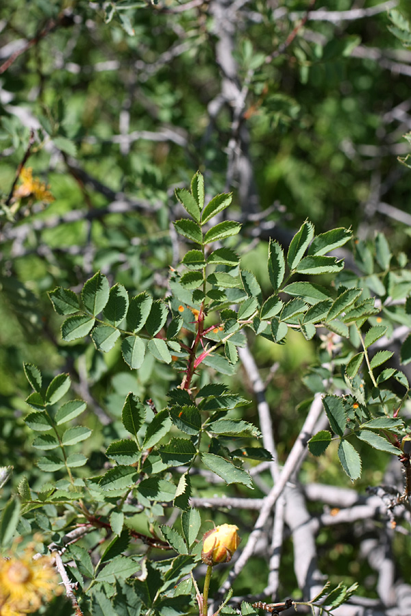 Image of Rosa kokanica specimen.