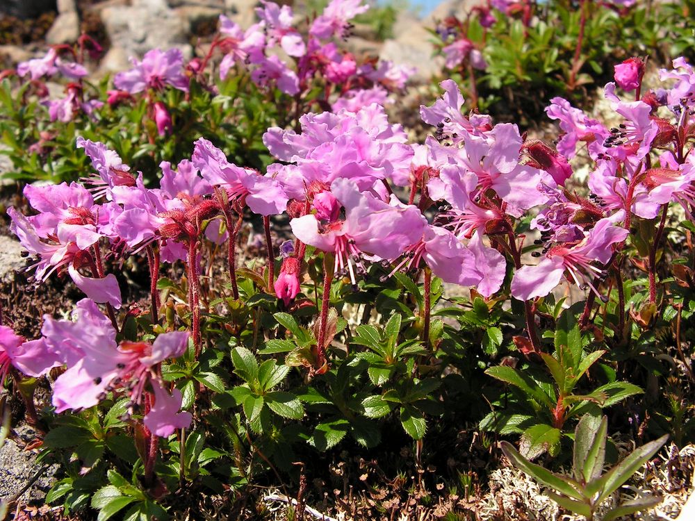 Изображение особи Rhododendron redowskianum.