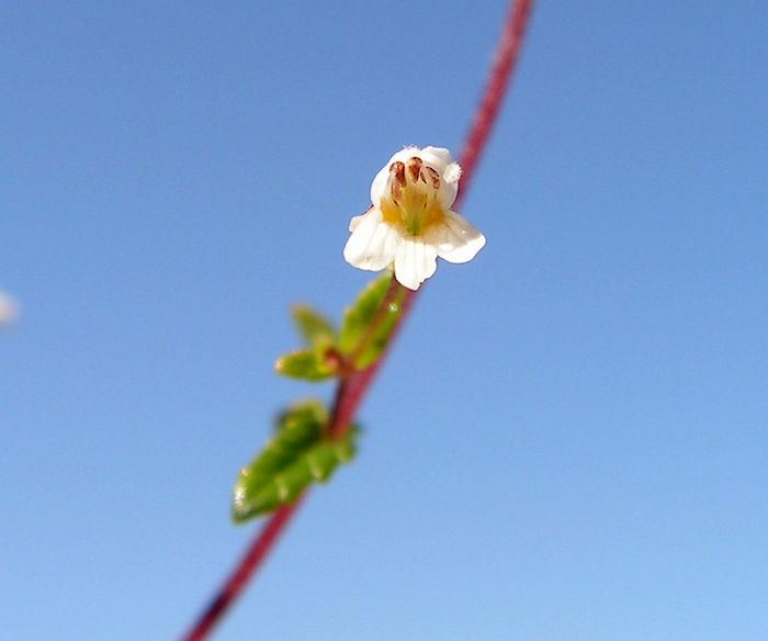 Image of Omphalothrix longipes specimen.