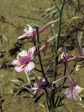 Delphinium camptocarpum. Часть стебля с соцветием. Узбекистан, Бухарская обл., бугристые пески южнее озера Денгизкуль. 03.06.2009.