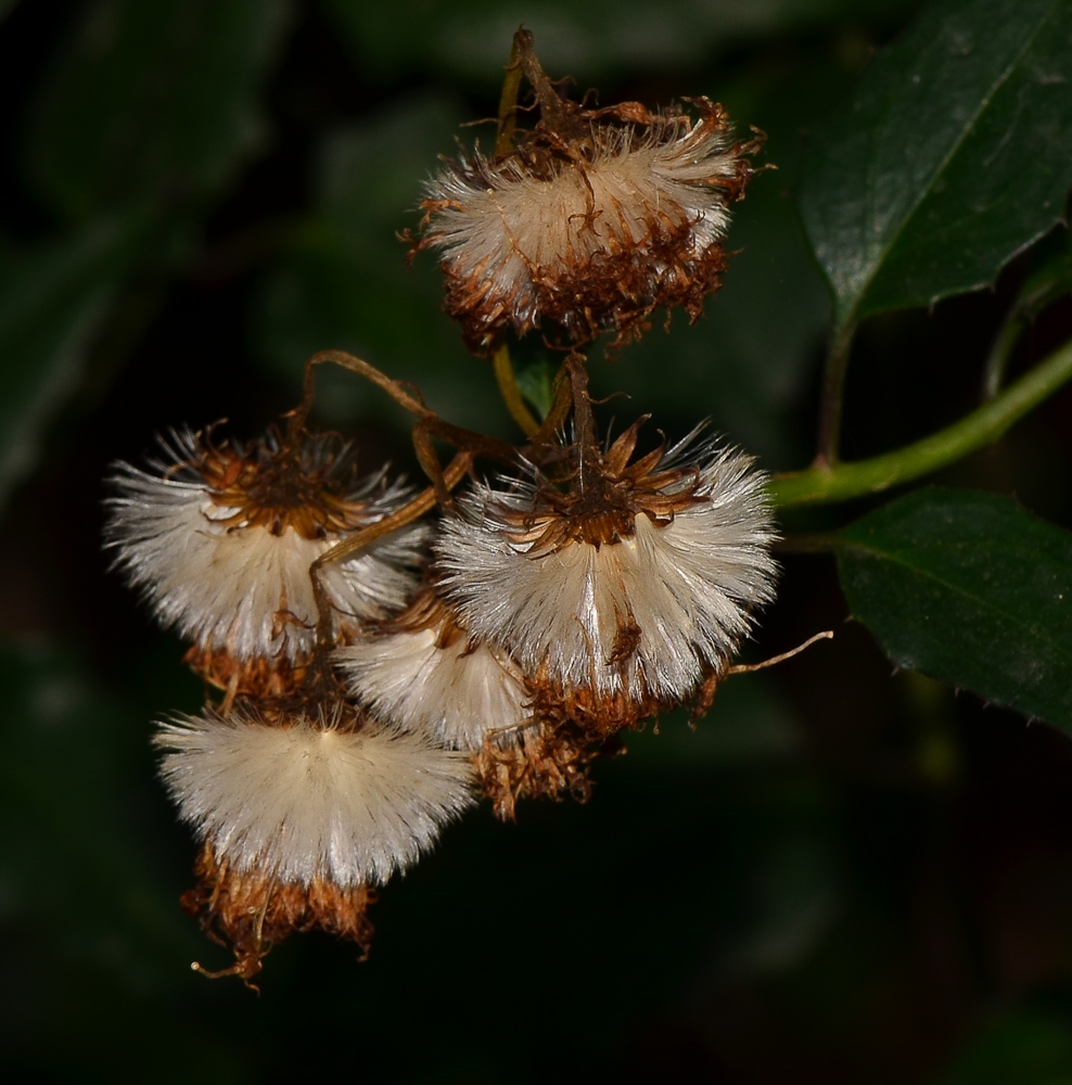 Изображение особи Pseudogynoxys chenopodioides.