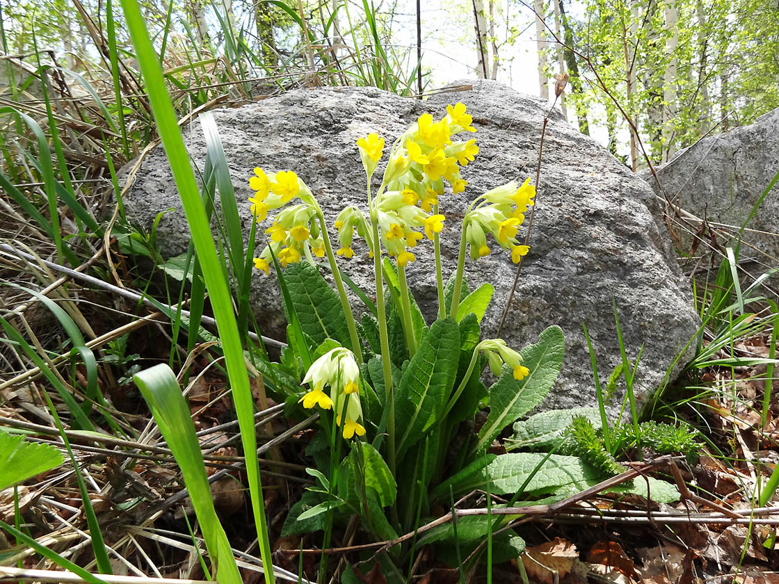 Изображение особи Primula macrocalyx.