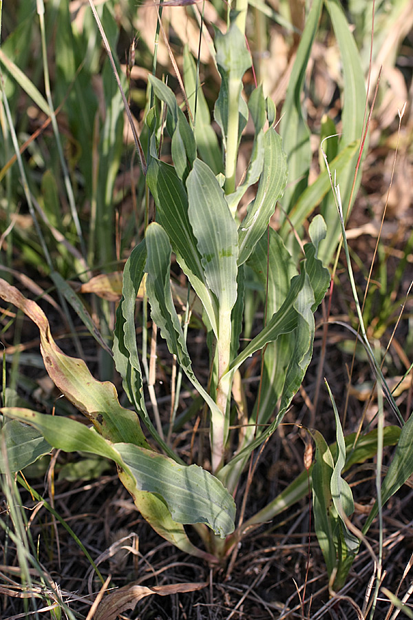 Image of Tragopogon orientalis specimen.