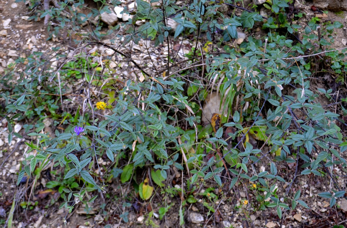 Image of Psoralea bituminosa ssp. pontica specimen.