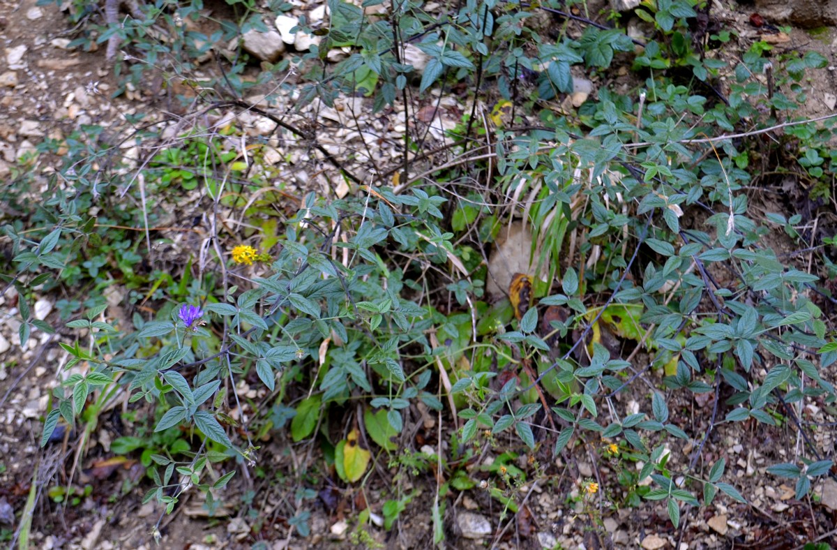 Изображение особи Psoralea bituminosa ssp. pontica.