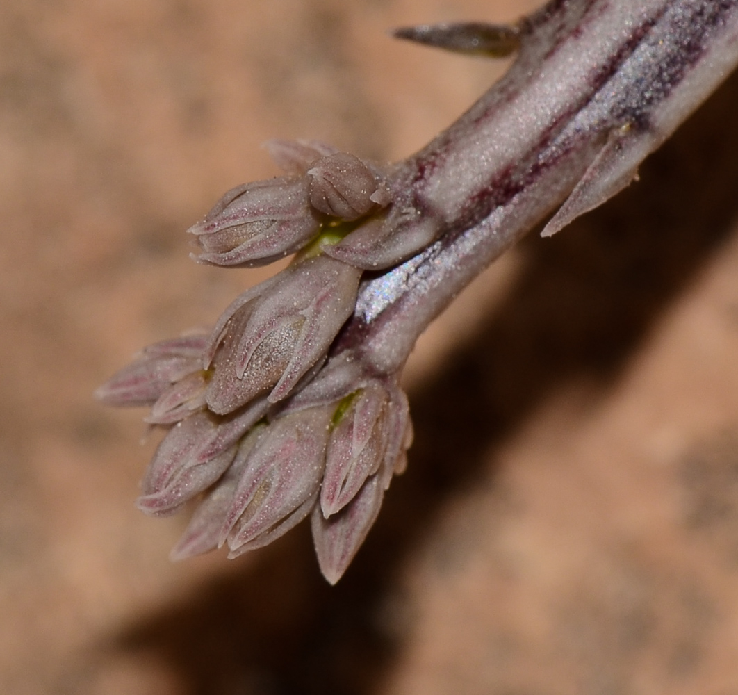 Image of Caralluma sinaica specimen.