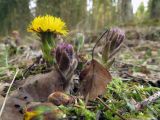 Tussilago farfara