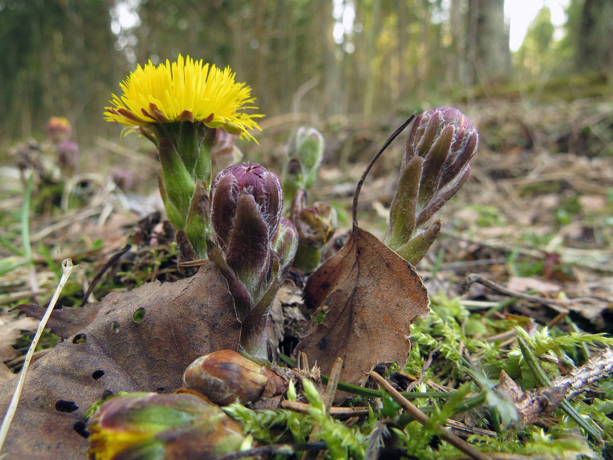 Image of Tussilago farfara specimen.