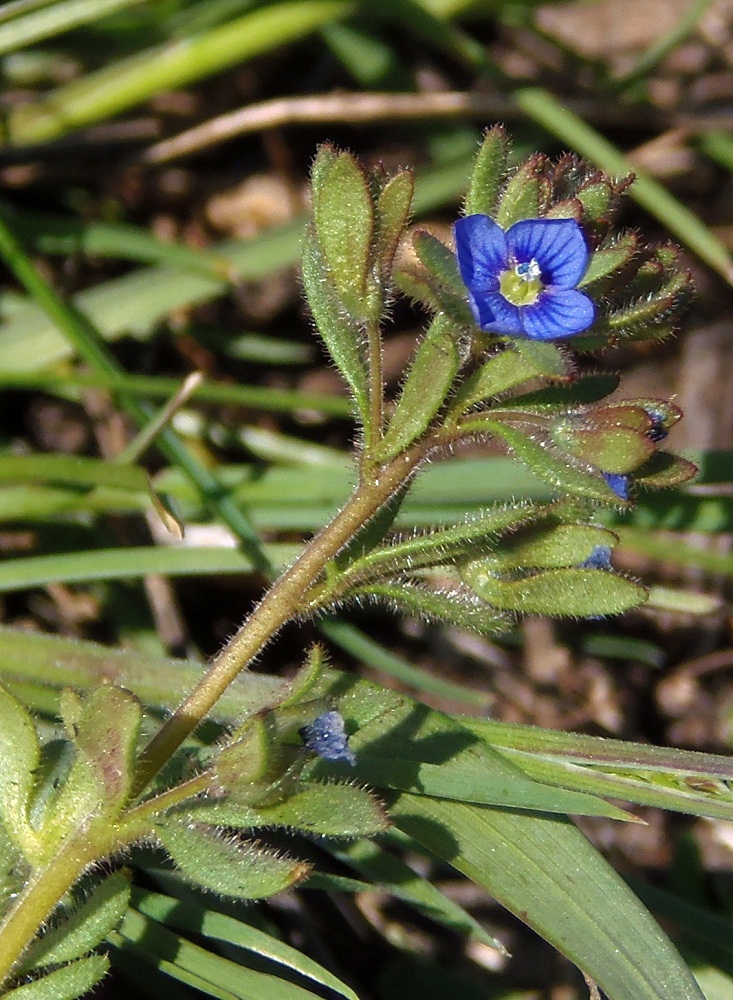 Изображение особи Veronica triphyllos.