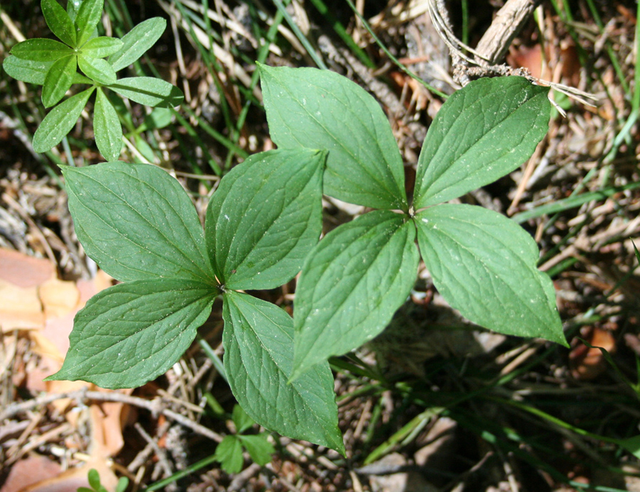 Image of Paris quadrifolia specimen.