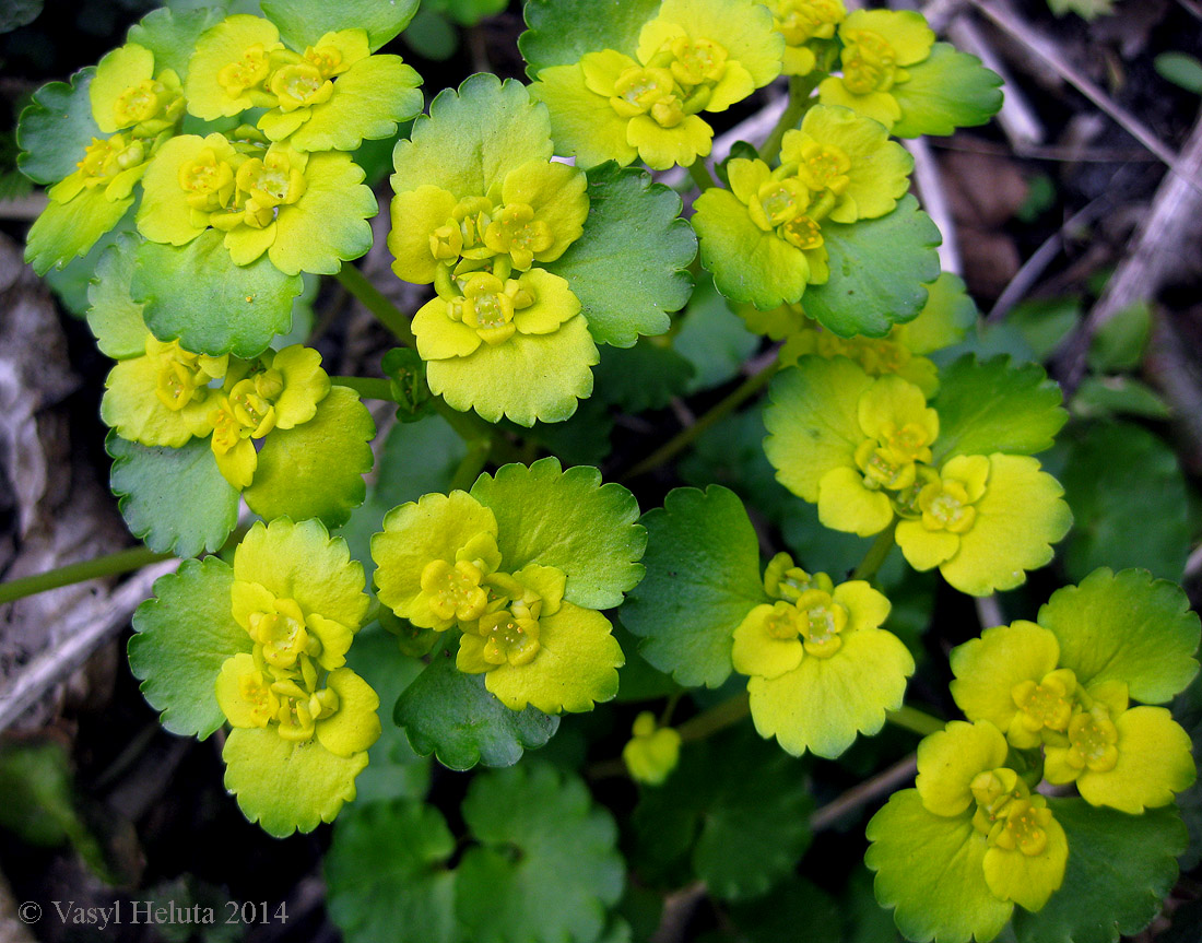 Изображение особи Chrysosplenium alternifolium.