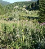 Angelica sylvestris