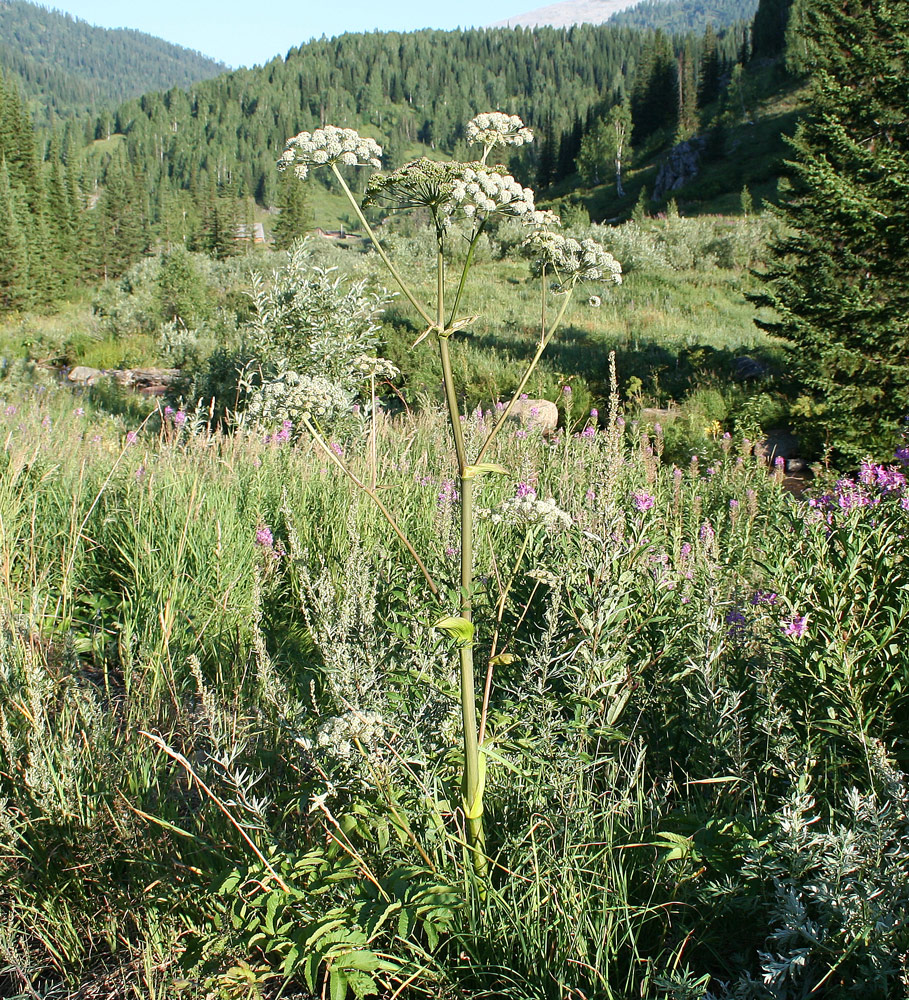 Image of Angelica sylvestris specimen.