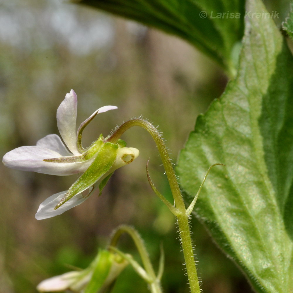 Image of Viola acuminata specimen.