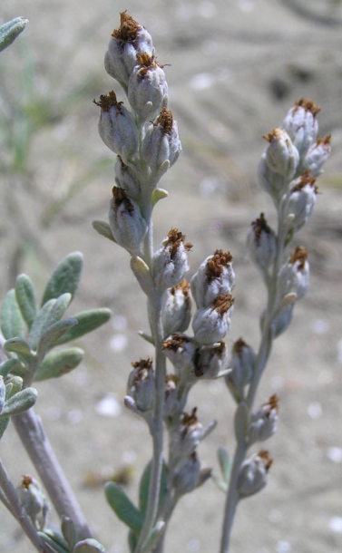 Image of Artemisia stelleriana specimen.