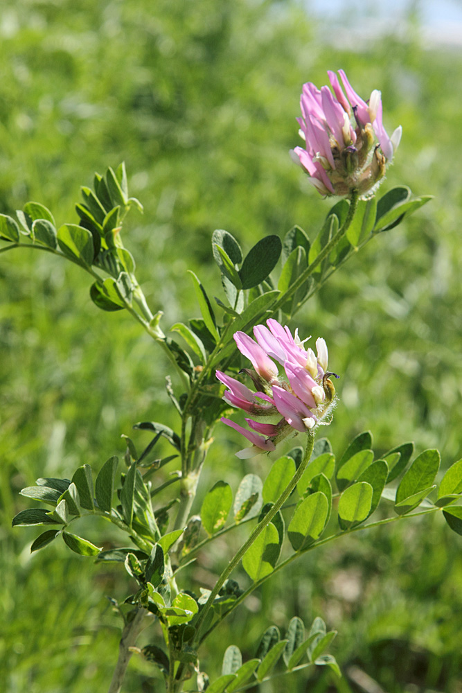 Изображение особи Astragalus ugamicus.