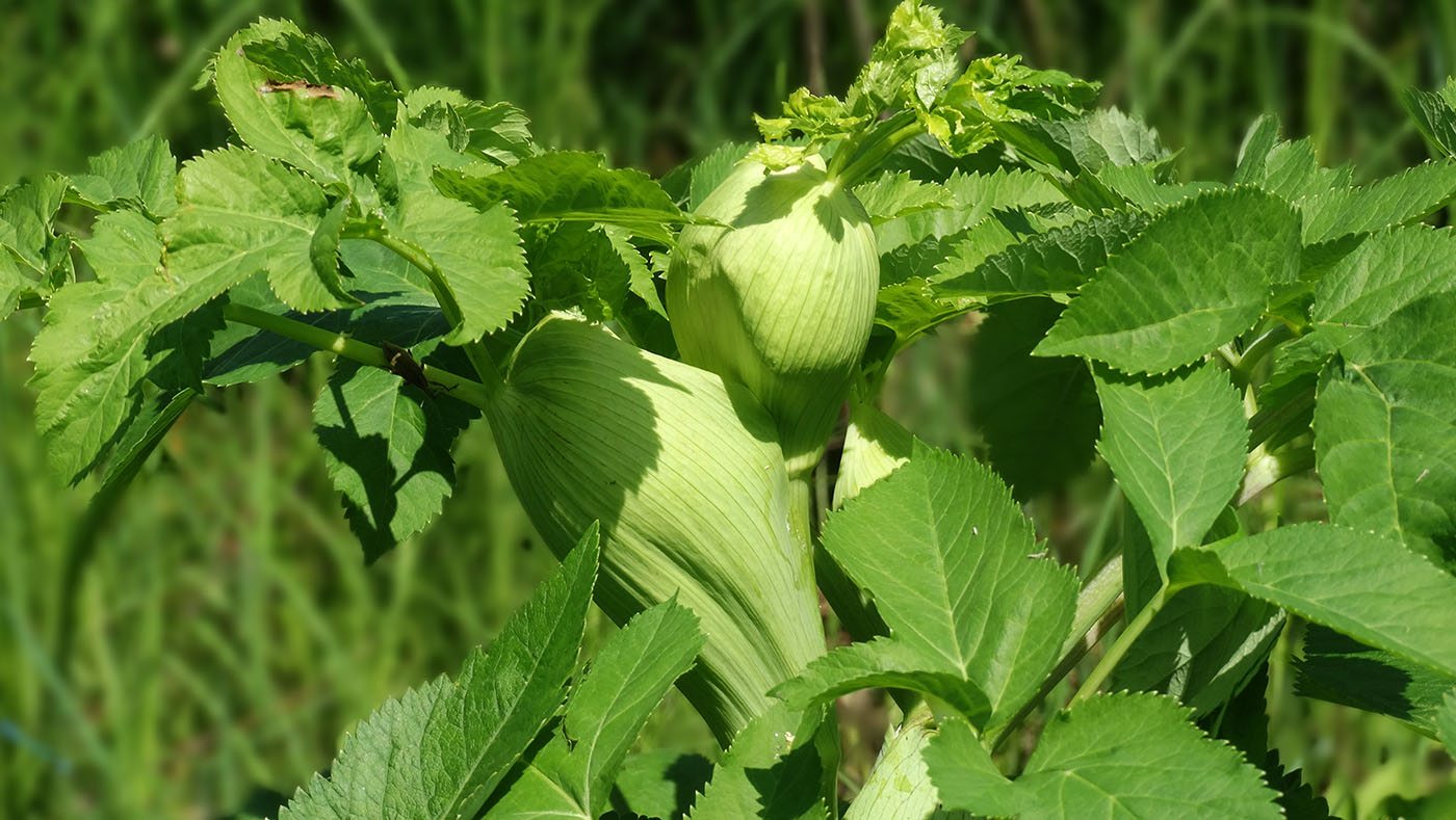 Изображение особи Archangelica officinalis.