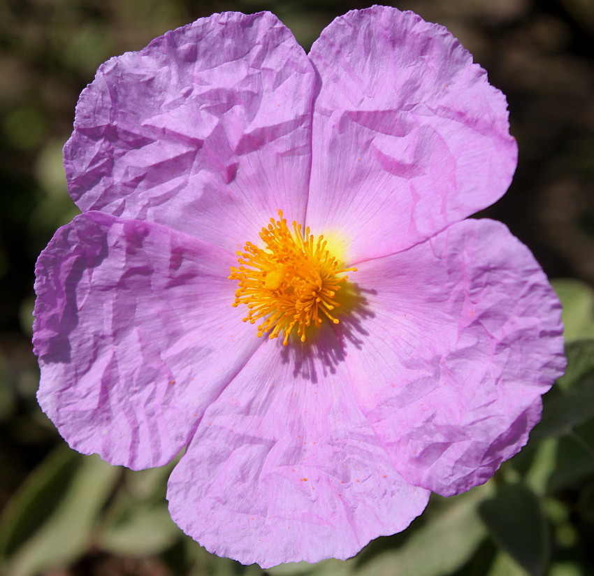 Изображение особи Cistus albidus.