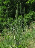 Tragopogon dubius