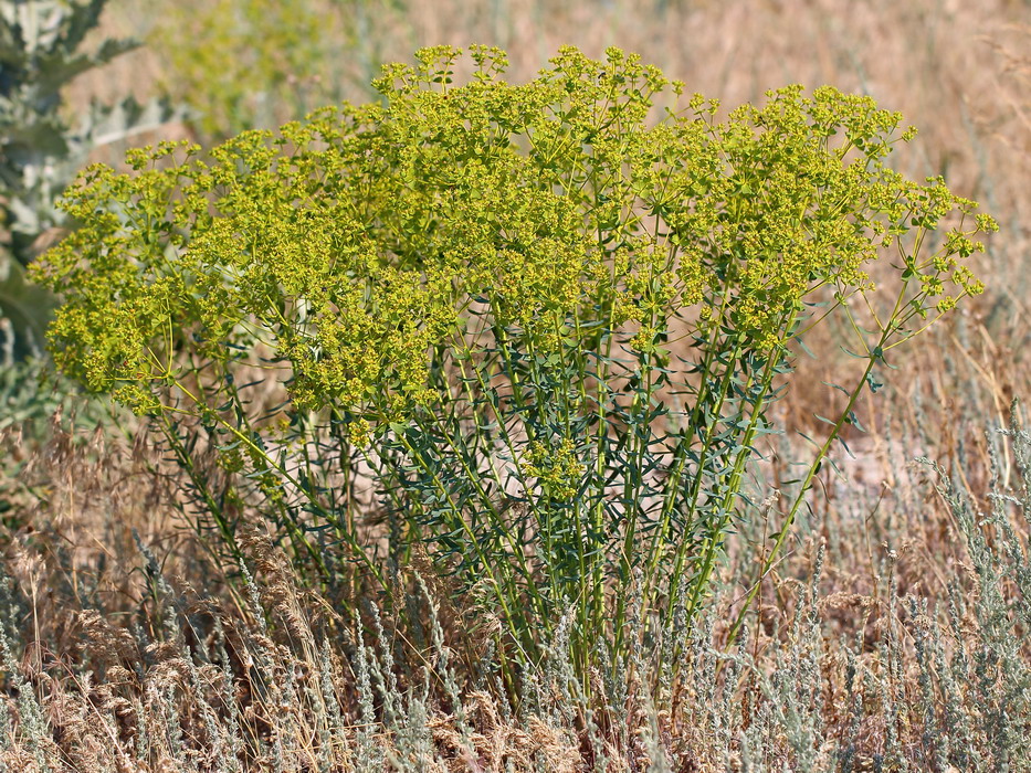 Изображение особи Euphorbia seguieriana.