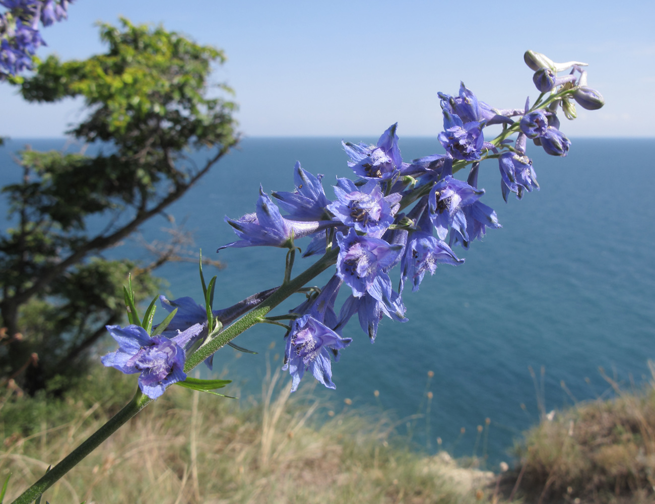 Image of Delphinium schmalhausenii specimen.