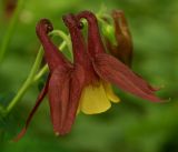 Aquilegia oxysepala. Цветок. Приморский край, Надеждинский р-н, окр. пос. Давыдовка. 20.06.2014.