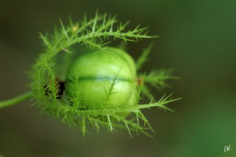 Image of Passiflora foetida specimen.