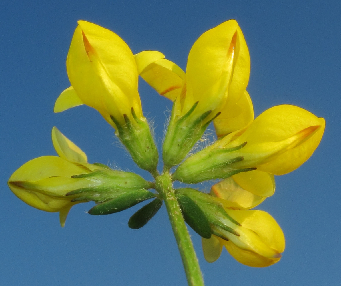 Image of Lotus zhegulensis specimen.