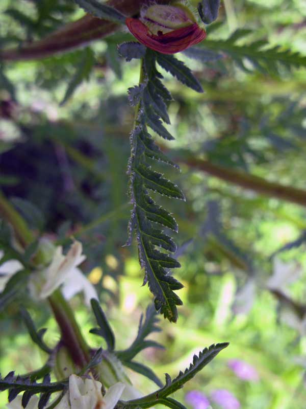 Image of Pedicularis sibirica specimen.