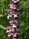 Ajuga genevensis