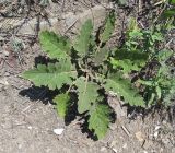 Verbascum banaticum. Вегетирующее растение. Крым, Судакский р-н, окр. пос. Морское. 29.06.2014.