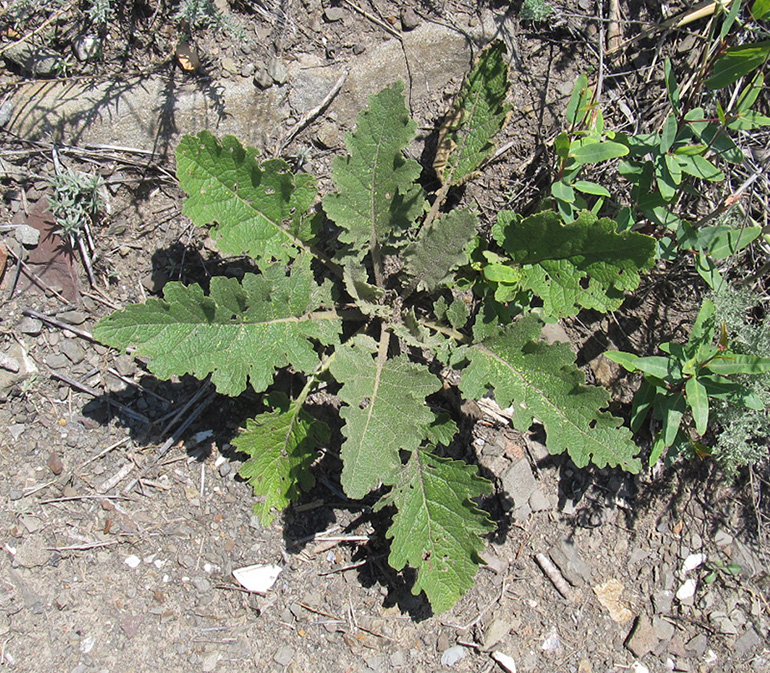 Image of Verbascum banaticum specimen.