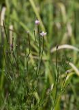 Epilobium tetragonum